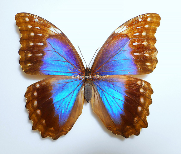 Morpho godartii