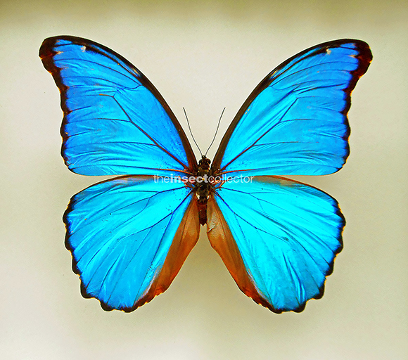 Morpho godartii