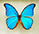 Morpho godartii