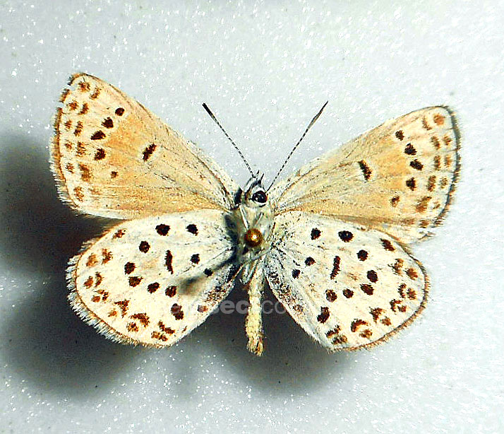 Aricia astorica