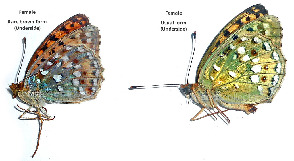 Argynnis auresiana 