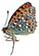 Argynnis auresiana 