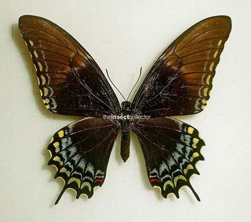 Papilio astyalus