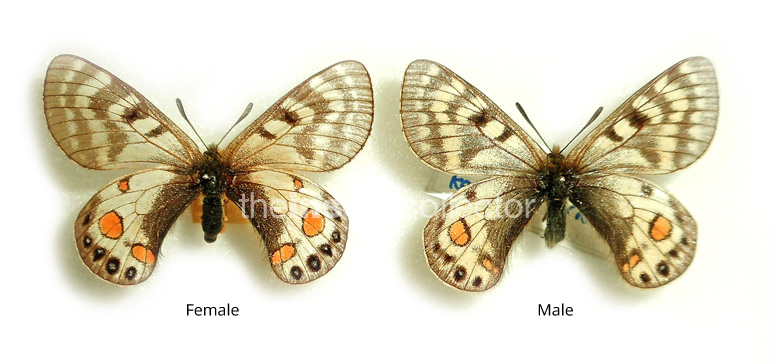 Parnassius stenosemus