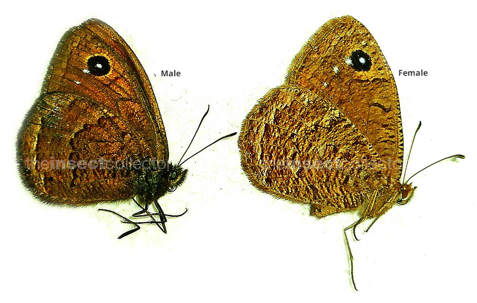 Satyrus atlantea 