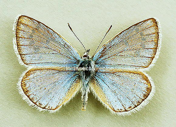 Polyommatus atlanticus