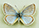 Polyommatus atlanticus