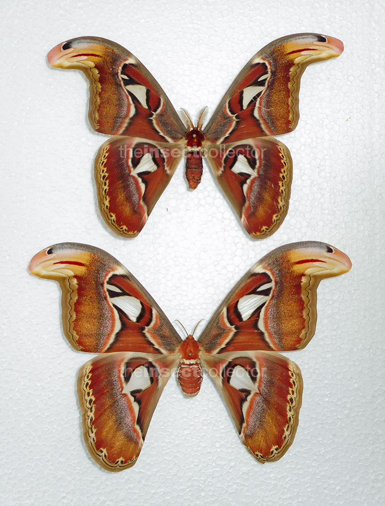 Attacus atlas