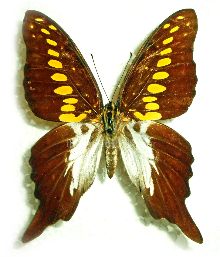 Graphium mendana 