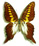 Graphium mendana Graphium mendana
