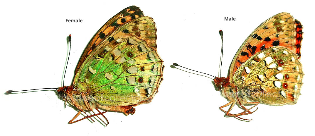 Argynnis auresiana 