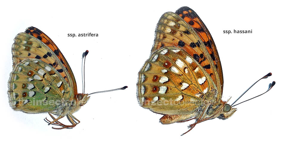 Argynnis auresiana 