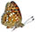 Argynnis auresiana 