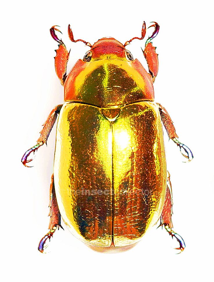 Chrysina aurigans