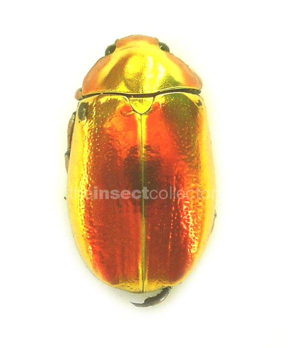 Chrysina aurigans