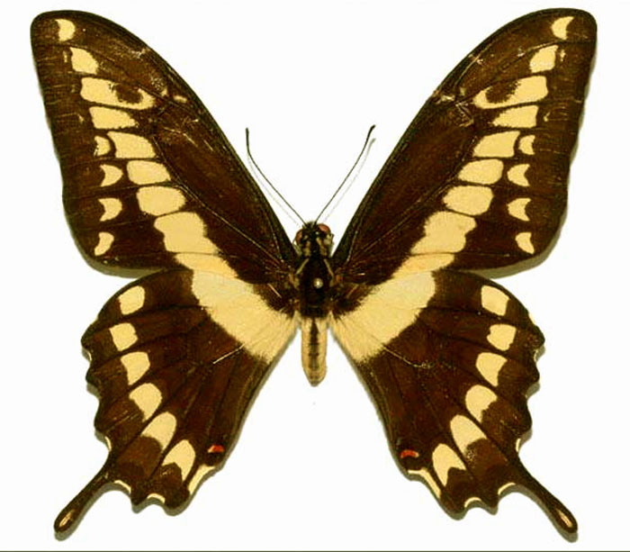 Papilio thoas 