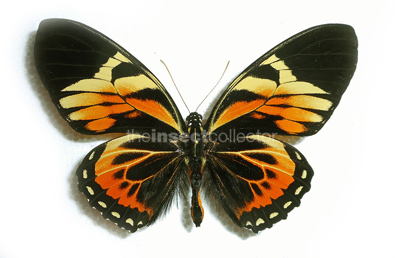 Papilio bachus 