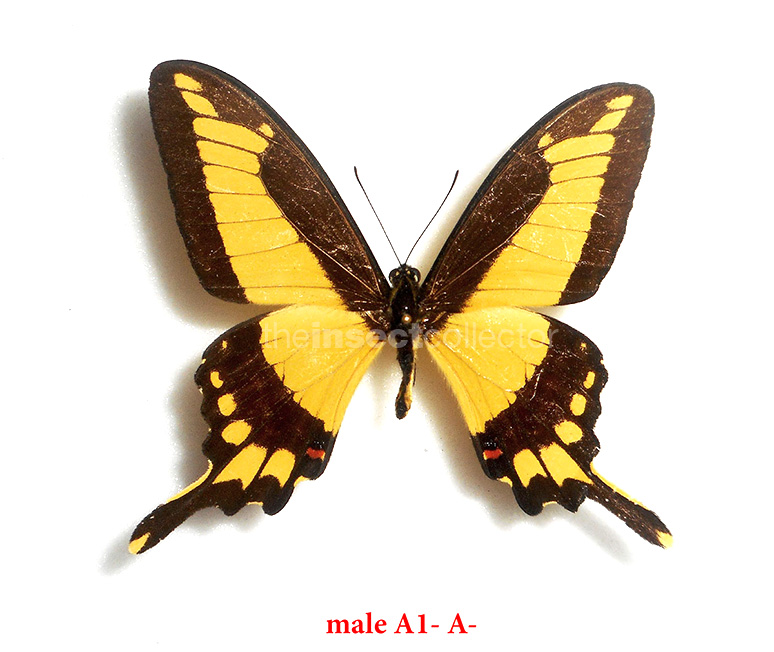 Papilio himeros 