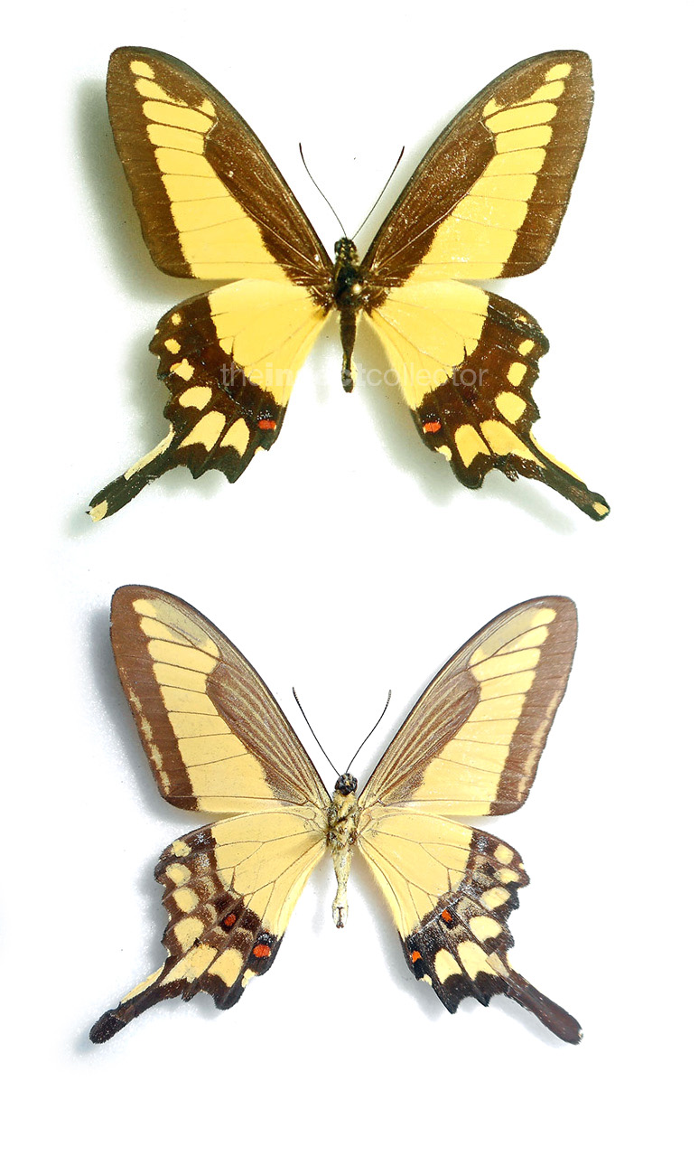 Papilio himeros 