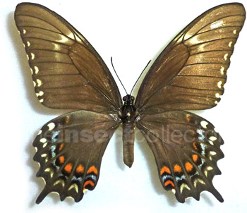 Papilio pallas 