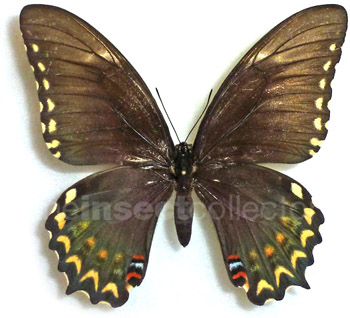 Papilio pallas 