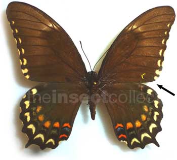 Papilio pallas 