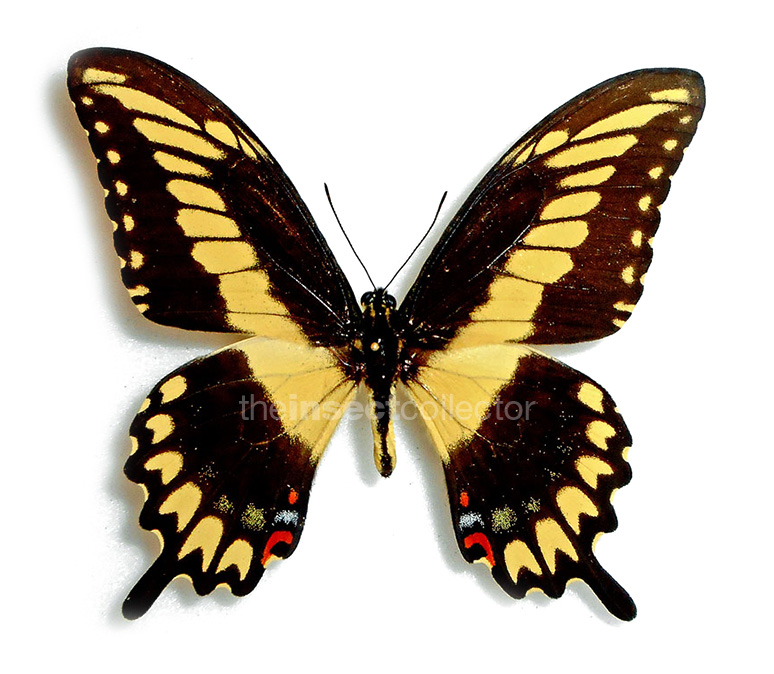 Papilio pallas 