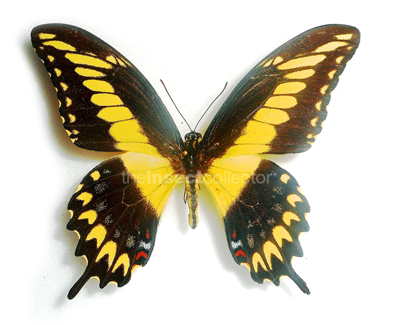 Papilio pallas 