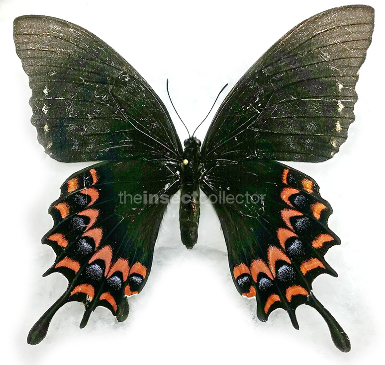Papilio garamas 