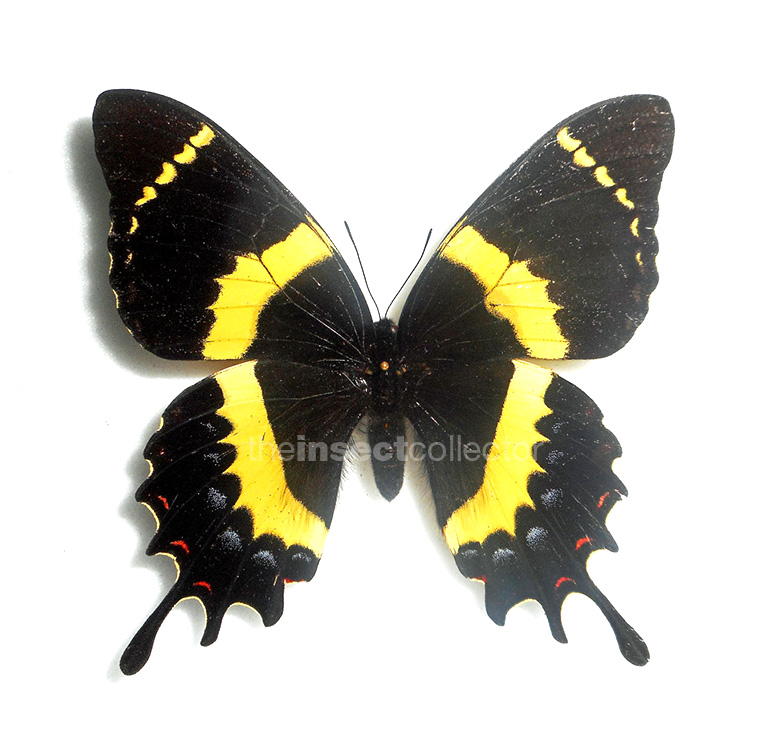 Papilio garamas 