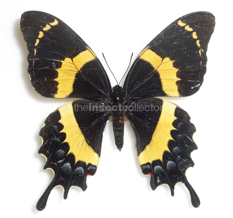 Papilio garamas 