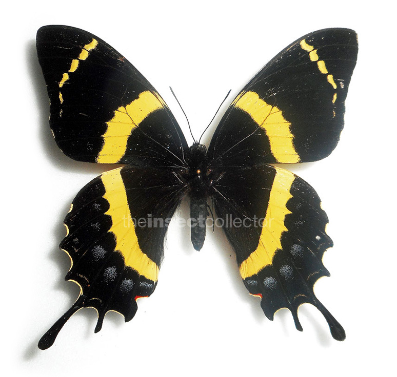 Papilio garamas 