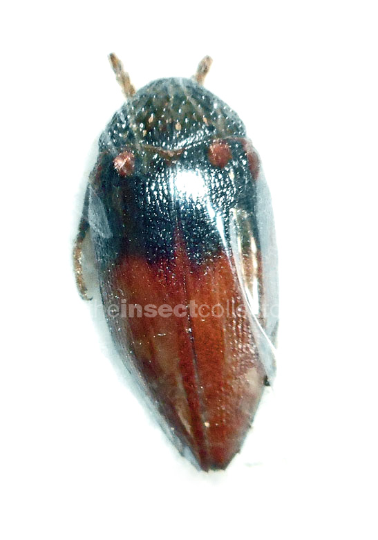 Sternocera basinigra