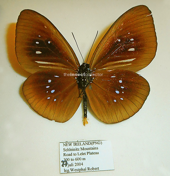 Euploea batesii 