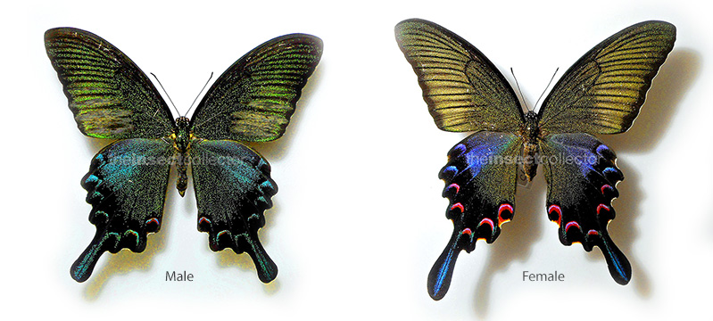 Papilio bianor