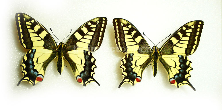 Papilio machaon