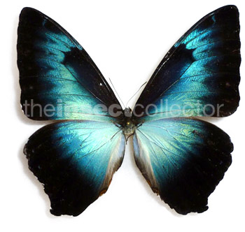 Morpho cisseis 