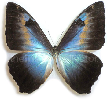 Morpho cisseis 