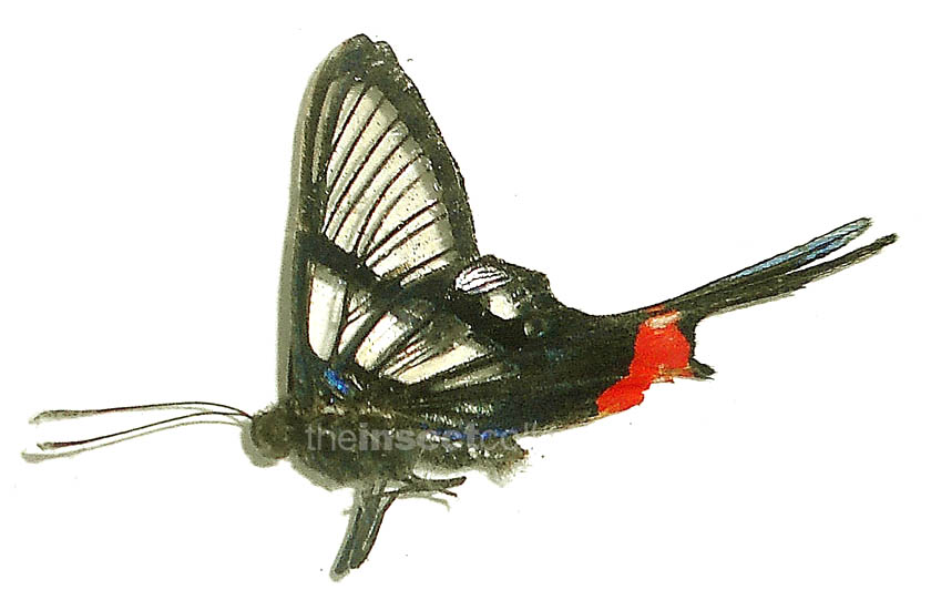 Chorinea octauius