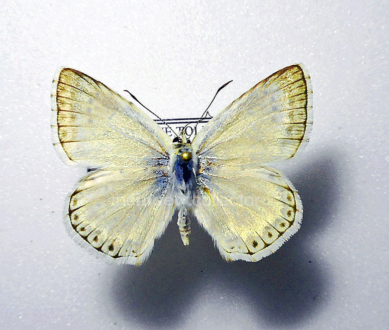 Lysandra (albicans ssp)