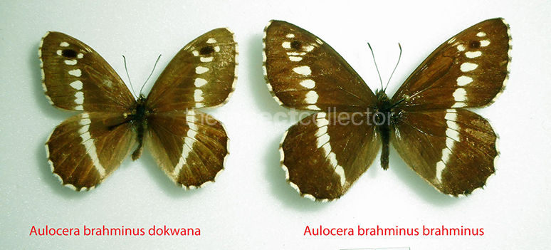 Aulocera brahminus