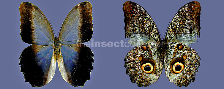 Caligo brasilienisis