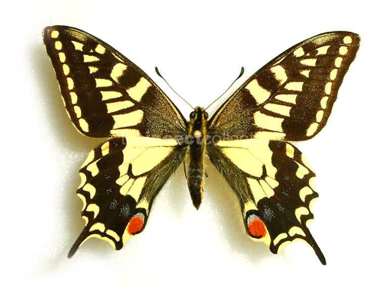 Papilio machaon