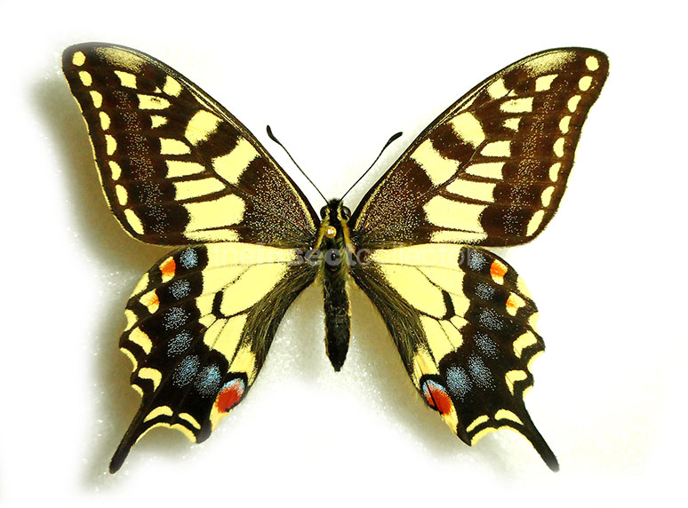 Papilio machaon