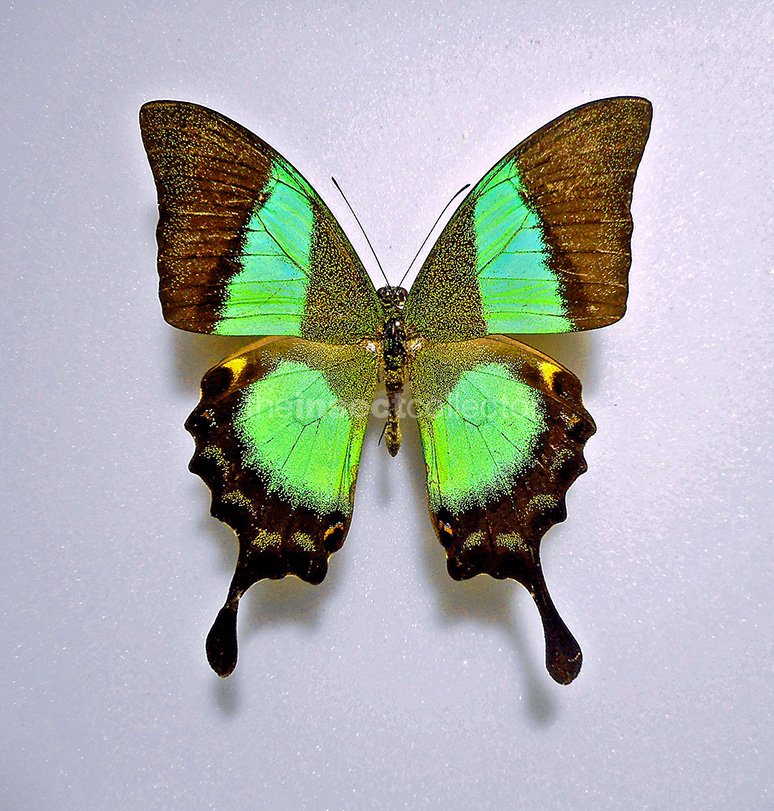 Papilio buddha 