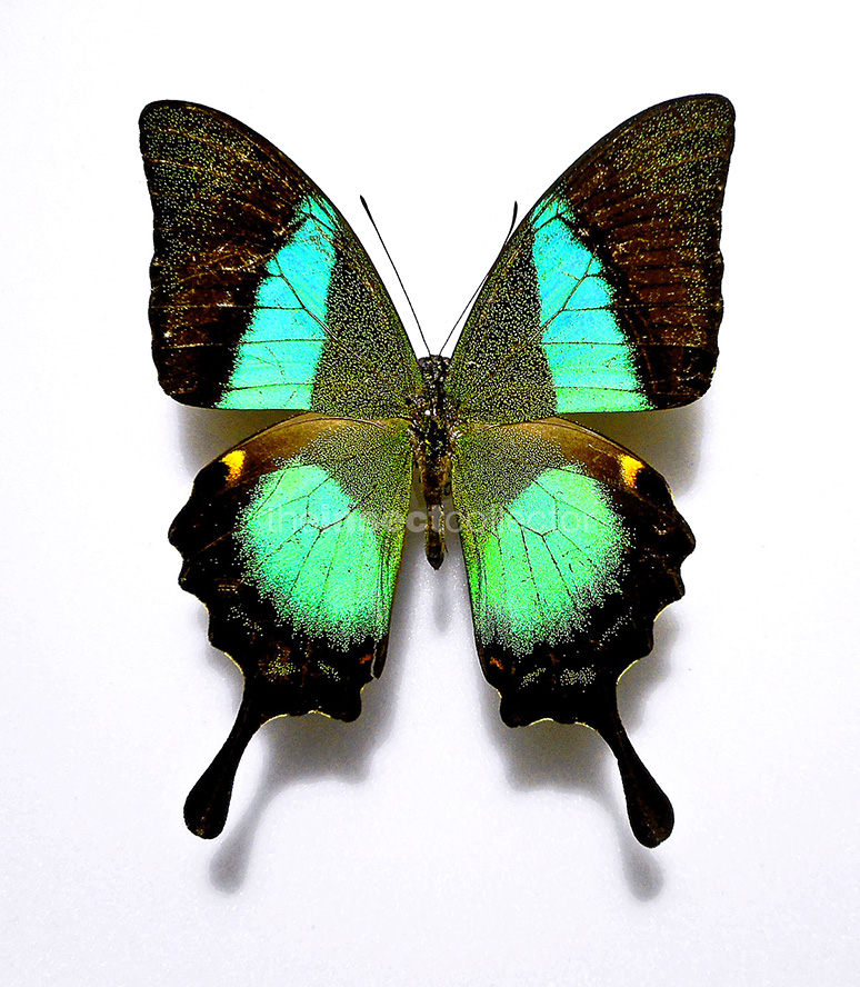 Papilio buddha 