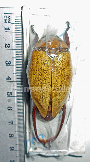 Heterosternus buprestoides