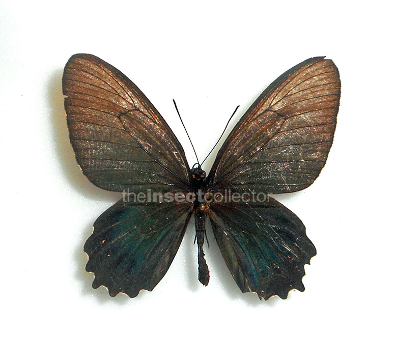 Parides burchellanus  