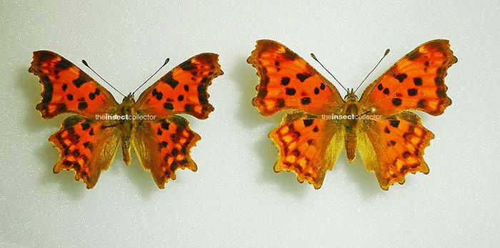 Polygonia c-album