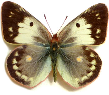 Colias (caucasica)